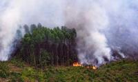 Kabut Asap, Jarak Pandang di Dumai 300 meter, Pelalawan 200 dan Pekanbaru 1.500