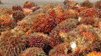 Ringgit Malaysia menguat, harga Sawit di Riau turun