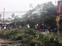 Pengamat : Kalau ada warga terkena imbas pohon tumbang, Pemko diminta tanggungjawab 