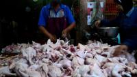  Usai lebaran, harga Ayam Potong di Pekanbaru meroket