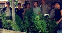 Brantas narkoba, Polres Inhil ciduk petani ganja di Keritang