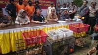 Polda Riau tangkap dua tersangka jaringan penyelundup bayi singa 
