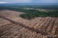 APRIL Akui Foto Temuan Greenpeace di Pulau Padang, Tapi Bukan Lahan Gambut