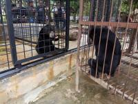 BBKSDA Riau Terima Sepasang Beruang Madu Dari Warga