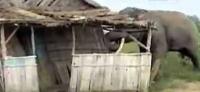 Ngamuk, Gajah Liar serang gubuk kebun sawit di Bengkalis, 1 tewas