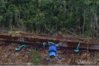 Greenpeace Siarkan Foto PT SRL Masih Menggarap Kayu di Hutan Gambut