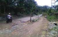 Beugh! Warga Bagan Batu tanam pohon pisang di tengah Jalan
