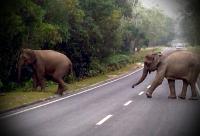 Tanaman warga dirusak, tim Polres Inhu pantau aktivitas gajah liar