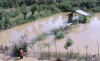 Akibat Banjir, ratusan Hektar Padi di Rohul terendam Air
