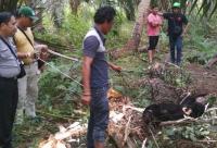 Seekor Beruang Madu di Inhil terjerat warga