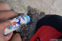 Dalami Matinya Bayi Leopard Afrika di Kasang Kulim, Polda Riau Panggil Dua Saksi
