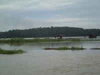 Direndam Banjir, lahan sawah di Rohil terancam gagal panen