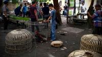 2 tahun bebas beroperasi, sabung ayam di Pekanbaru akhirnya digerebek