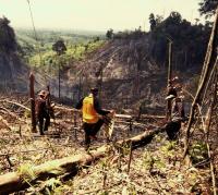 4 hektare lahan terbakar di Rohul, polisi tak temukan siapa pembakarnya