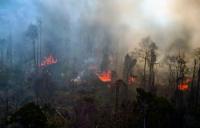 Polda Riau tetapkan 57 Tersangka Perorangan & 1 Perusahaan, Bareskrim sidik PT Adei Plantation
