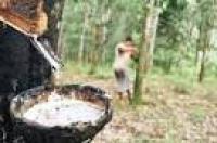 Alhamdullilah, Setahun Terpuruk, Harga Sawit dan Karet di Rohul Mulai Naik