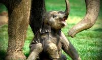 "Lisa (bayi gajah), Selamat Datang di Taman Nasional Tesso Nilo.."