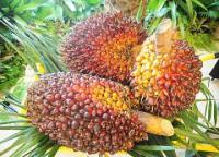 Harga TBS kelapa sawit pola KKPA turun Rp24,80 per KG