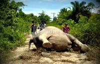 Diduga dibunuh, seekor Gajah Betina mati di areal PT Arara Abadi Bengkalis