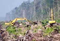 PT LIH Langgar Izin, Diduga Menggarap Hutan Alam