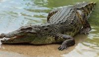 Buaya Serang Paha Kanan Remaja di Kuansing Riau