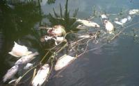 LSM Rohul Tuding Limbah PT MAN dan PT Era Sawita Racuni Sungai