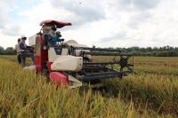 Cerita sukses Petani di Siak: Produksi hampir menyamai di Jawa