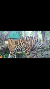 Harimau Terkam Warga di Inhil Alami Perubahan Perilaku