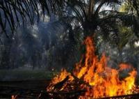 Lahan PT Palm Lestari Makmur dibakarâ€Ž, kebun sawit warga ikut hangus
