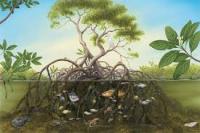 Cegah Abrasi, DKP Riau Ajak Tanam Mangrove di Wilayah Pesisir 