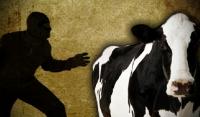 Apes! Diduga dicuri, 7 ekor sapi & 3 kambing milik petani di Rohul raib