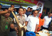 Polda Riau selamatkan 70 ekor Trenggiling selundupan