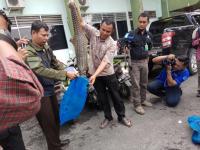 102 Trenggiling sitaan Lanal Dumai diserahkan ke BBKSDA Riau
