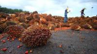 Sentimen Positif, Harga TBS Sawit di Riau tembus Rp2000 per Kg
