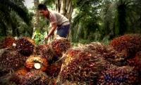 Harga Tandan Buah Sawit di Riau anjlok pasca lebaran