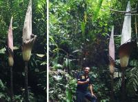 Wow! Bunga Bangkai tertinggi di Dunia ditemukan di Riau