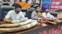 Polisi Bekuk Pemburu Gajah di Indragiri Hulu