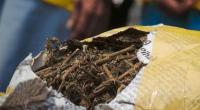 IRT di Rohil Ditangkap Beserta 15 Kg Ganja Kering