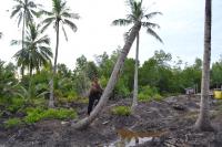 Petani Kelapa Harapkan Bantuan Pemerintah