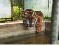 Si Jantan, Harimau Sumatera Bahagia di Dharmasraya
