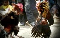 Gerebek sabung ayam, Polisi tangkap PNS, karyawan dan buruh PT Chevron