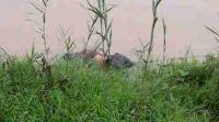 Jasad Tukang Urut Penuh Tusukan Mengapung di Sungai