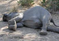 Tragis! 10 Ekor Gajah Mati di Riau, Mayoritas di Kawasan HTI