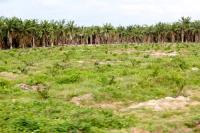 Jaksa sita lahan hutan 500 hektar di TNTN yang dirampas oknum Pejabat BPN Riau
