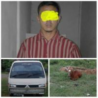 Nyolong Sapi di Pelalawan, Warga Inhu ini Harus Berurusan dengan Polisi