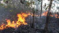 Pasca lahannya terbakar, PT Sumatera Riang Lestari dituding tanam akasia