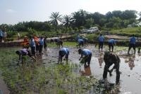 Wow! Prajurit TNI AU "Garap" Lima Hektar Sawah di Pangkalan Roesmin Nurjadin