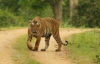 Mandi Di Sumur, Daging Kaki Kiri Warga Inhil Riau Dimakan Harimau Sumatera