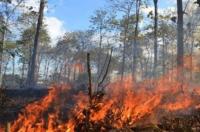 Sejak Januari, 242 lahan di Riau terbakar
