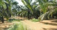 Duh! Sungai Bangko Mampet, 5000-an Hektar Lahan Warga Terlantar